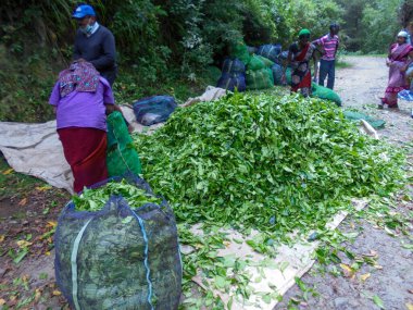 Munnar, Kerala, Hindistan, 1 Kasım 2018: Çay tarlalarında çay toplayıcıları taşımacılık için çay yaprakları topluyorlar