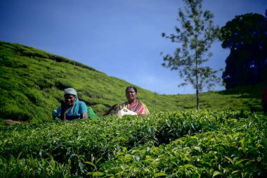 Munnar, Kerala, Hindistan, 1 Kasım 2018: Munnar 'ın yemyeşil tepelerindeki çay tarlalarında çay toplayıcıları