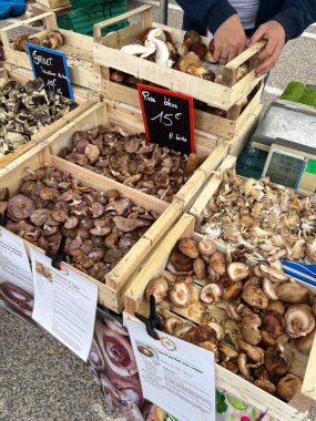 Le Lavandou, Fransa - 24-OCT-2024. Çiftçi pazarında satılık mantar çeşitleri. Chanterelles, blowit, grisette, Yellowfoot, karnabahar mantarı, peri yüzüğü ve sezar mantarı, lezzetli süt başlığı