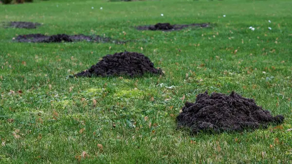 Bahçedeki köstebek yuvaları. Köstebek işareti. Bahçe kemirgeni haşere kontrolü. Çiftçi düşmanı.
