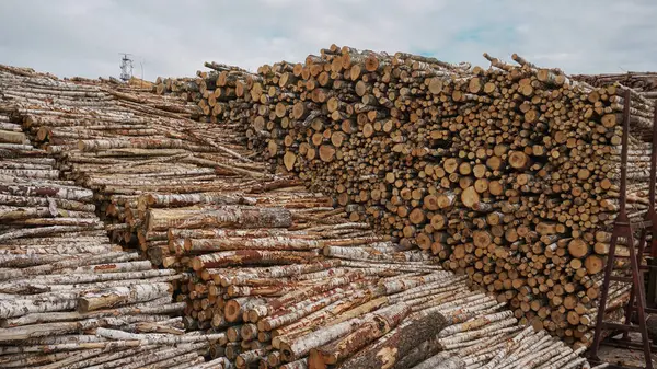 Devasa ağaç kütükleri, doğal ahşap arka plan, ihracat için kereste kereste depolama endüstrisi, kontrplak, gezegenin ormansızlaşması..., 