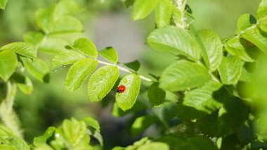 Yedi noktalı uğur böceği, gül bitkisi, yaprak biti ya da bahçede bitkisel bitkiler üzerinde Coccinella septempunctata. Doğal koruma