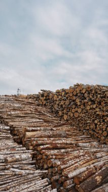 Devasa ağaç kütükleri, doğal ahşap arka plan, ihracat için kereste kereste depolama endüstrisi, kontrplak, gezegenin ormansızlaşması..., 