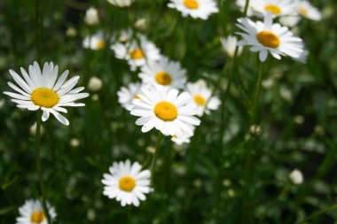 Çayırda, yeşil çimlerde yetişen papatya çiçekleri. Bellis perennis, papatya. Bahçe konsepti