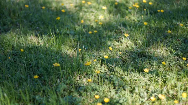 İstilacı ama güzel ot Ranunculus, çiçekleri, zıpkınları, yaz yeşil çayır arka planında sürünen kalabalığı pişman eder. Yeşil bahçeye doğru sürünüyor