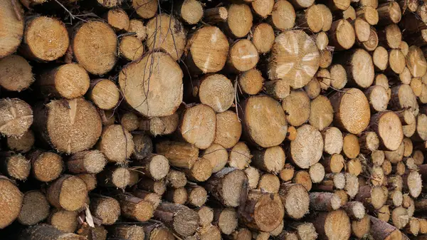 Devasa ağaç kütükleri, doğal ahşap arka plan, ihracat için kereste depolama endüstrisi, kontrplak, gezegenin ormansızlaşması..., 