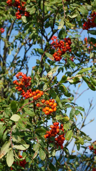 Rowan, Sorbus aucuparia, mavi gökyüzüne karşı yeşil yapraklarla dolu canlı kırmızı meyvelerle dolu ağaç dalları. Doğanın güzelliği, mevsimsel bolluk ve Saaremaa, Estonya 'daki Baltık Denizi manzaraları. 