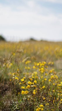 Kuru çayır sarı çiçeklerle kaplı, kır çiçekleri hiyeraracium umbellatum. Bulanık bir alana karşı sarı tomurcuklanma ve çiçek açan Hiyeracium Umbellatum bitkisi. Sıcak bir yaz gününde parlak sarı çiçekler