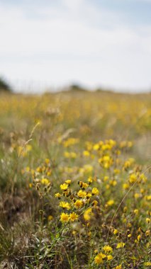 Kuru çayır sarı çiçeklerle kaplı, kır çiçekleri hiyeraracium umbellatum. Bulanık bir alana karşı sarı tomurcuklanma ve çiçek açan Hiyeracium Umbellatum bitkisi. Sıcak bir yaz gününde parlak sarı çiçekler