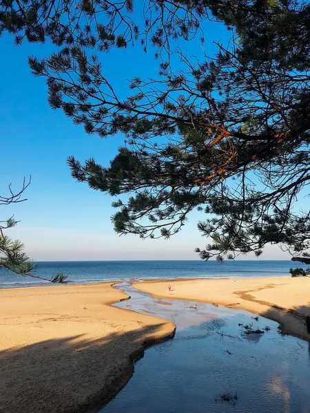 Peterupe nehrinin Baltık Denizi 'ne akan küçük tatlı su manzarası Saulkrasti, Letonya' daki Beyaz Kumul 'da, çam ormanlarından güzel kumlu kumsallara kadar popüler bir patika.. 