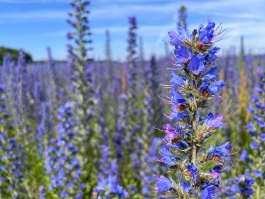 Engerek Çayırı Bugloss veya Blueweed, Echium vulgare, çiçek. Mavi çiçek, doğal çevre. Bienal santral, tozlaştırıcılar ve tarım alanları için harika..