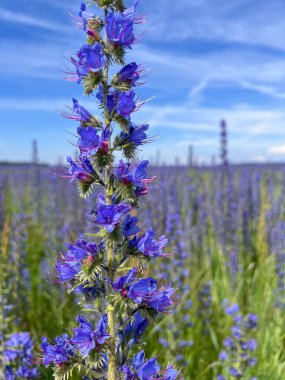 Engerek Çayırı Bugloss veya Blueweed, Echium vulgare, çiçek. Mavi çiçek, doğal çevre. Bienal santral, tozlaştırıcılar ve tarım alanları için harika..