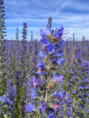 Engerek Çayırı Bugloss veya Blueweed, Echium vulgare, çiçek. Mavi çiçek, doğal çevre. Bienal santral, tozlaştırıcılar ve tarım alanları için harika..