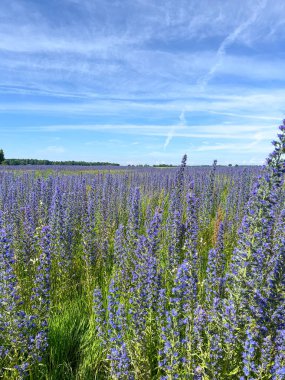 Engerek Çayırı Bugloss veya Blueweed, Echium vulgare, çiçek. Mavi çiçek, doğal çevre. Bienal santral, tozlaştırıcılar ve tarım alanları için harika..