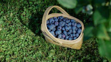 Böğürtlen çalılığının altındaki yeşil çimlerin üzerinde hasır sepetinde büyük yaban mersini. Bahçeden olgun böğürtlen topluyorum. Bahçecilik ve organik gıda yetiştirme.