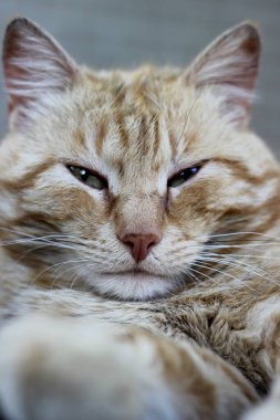 Fotoğraf, kameraya bakan kızıl bir kedinin portresini gösteriyor. İfade dolu bakışları ve tüylü kürkü kişiliği ve çekiciliği yansıtıyor. Görüntüyü sıcak ve çekici kılıyor..