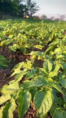 Video, rüzgarın bahçedeki sallanan patates çalılarını yakından gösteriyor. Bu an, doğanın gücünü ve kırsal yaşamın dingin atmosferini yakalıyor. Uyum ve güzellikle dolu.