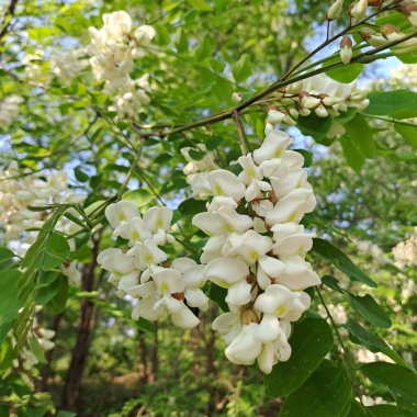 Bahçedeki bir ağacın beyaz çiçekleri