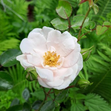 Bahçedeki güzel beyaz gül