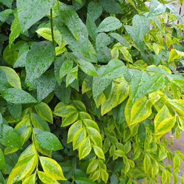 Yağmur çalıların küçük yeşil yapraklarına düşer.