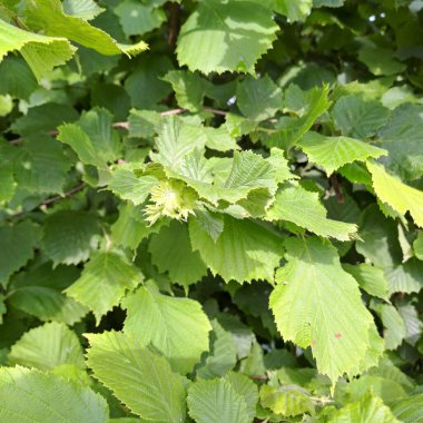 Küçük meyveli büyük bir fındık çalısı. Olgunlaşmamış, küçük fındıklar çalıların kalın yapraklarında gizlenmiş gibi görünüyordu.