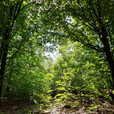 Doğanın güzel manzarası Ormandan güzel bir manzara Ağaçların yeşil yapraklarıyla dalların arasından mavi gökyüzünü görebilirsin
