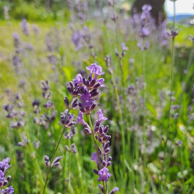 Parlak bir güneş ışığının altında mor çiçekli bir lavanta sapı, geniş bir çiçek çalısı ile arka plan bulanıklaşır.