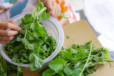 Ispanağı yemek pişirmek için hazırlamak, sapları budamak ve yaprakları ayırarak en taze olanları, ev yemeği kavramını seçmektir.