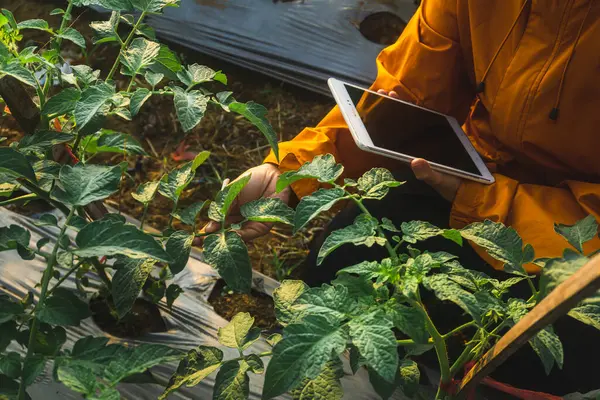 Müslüman kadının çiftçisi, domates çiftliğinin verilerini akıllı telefon veya tablet, teknoloji ve tarla konseptiyle izliyor ve kaydediyor.