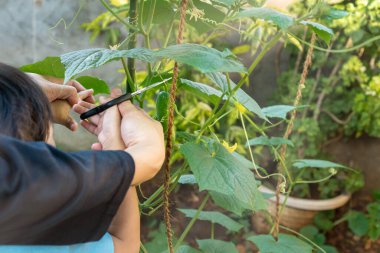Anne, meraklı çocuğuna olgun salatalık toplamayı öğretiyor. Kendi kendine yeten aile kavramı çiftliklerinde taze ürünler topluyor..