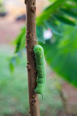 Dairesel desenli yeşil tırtıl ağaç gövdesinde sürünen gözler gibi görünüyor.