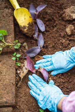 Mavi eldivenli bahçıvan bahçe bitkisi dikiyor. Hobi olarak bahçıvanlık yapıyor.