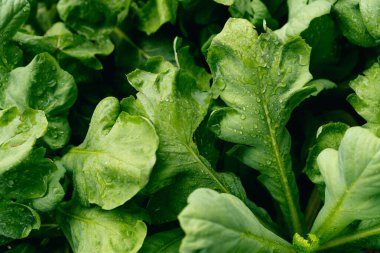 Soyut arkaplan, canlı yeşil yaprak dokusu, kapalı roka marulu, üst görünüm