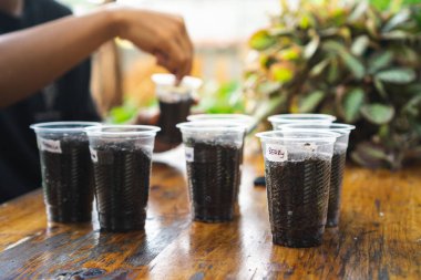 Yeniden kullanılmış plastik bardağı filizlendirme işlemi için kullanan bir adam.