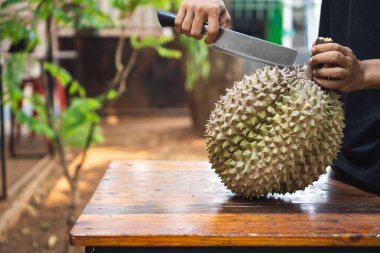 Adam keskin bir bıçakla Durian meyvesini açmaya ya da kesmeye çalışıyor.