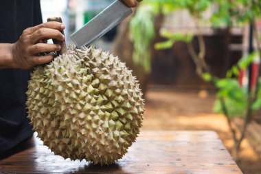Adam keskin bir bıçakla Durian meyvesini açmaya ya da kesmeye çalışıyor.