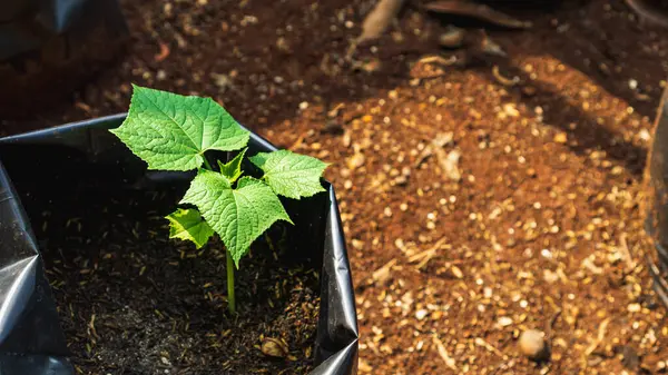Yalan makinesinde salatalık yetiştirmek, küçük alanlar için alternatif bahçecilik ya da kentsel tarım