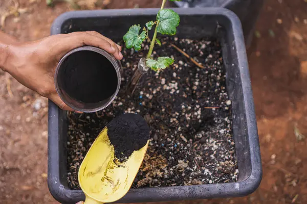Nemli asidi organik gübre olarak kullanmak nemli ve fulvik asit açısından zengin toprak humusunun aktif bileşeni.
