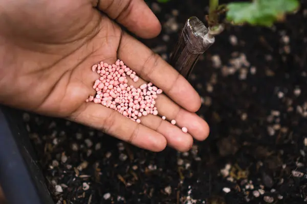 Salatalık bitkisine KNO3 gübresi verildiğinde, potasyum, nitrojen ve oksijen elementlerinden oluşan potasyum nitrat içeren gübre türüne atıfta bulunur. 