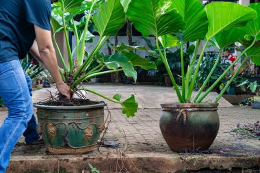 Sapodilla meyvesi hasadının (manilkara zapota) başka bir adı vardır: sawo, sapota, tropikal iklimde yetişen tatlı meyve tatma, altın saat içinde alınır