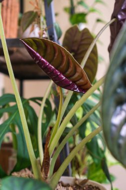 Alocasia cuprea kırmızı gizli veya ayna planı üzerinde yeni bir yaprak büyüyor
