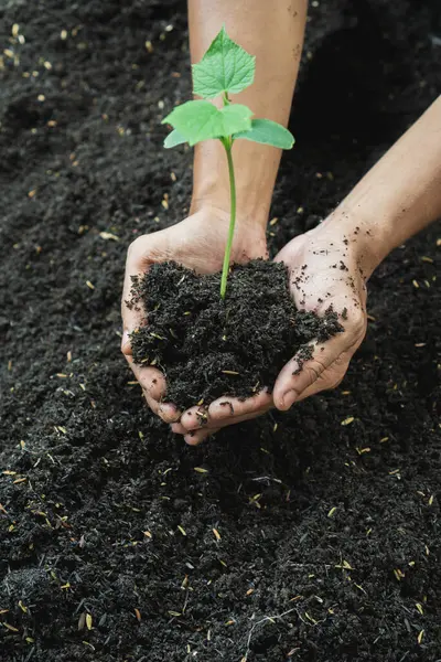 Bir bahçıvanın eli, toprağa ekmek için salatalık tohumu tutuyor.