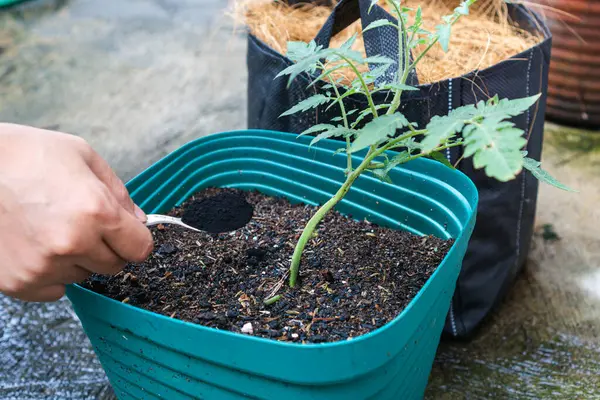 Nemli ve fulvik asit bakımından zengin, toprak humusun aktif bileşeni olan bitki gübresi olarak humat asidi kullanılır. 