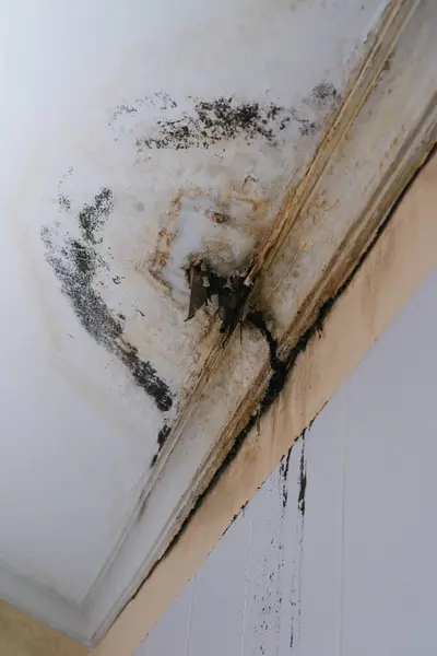 Tavanda yağmur suyu hasarı var. Yaprak ve kökler boruyu tıkamış. Ev sorunu var.