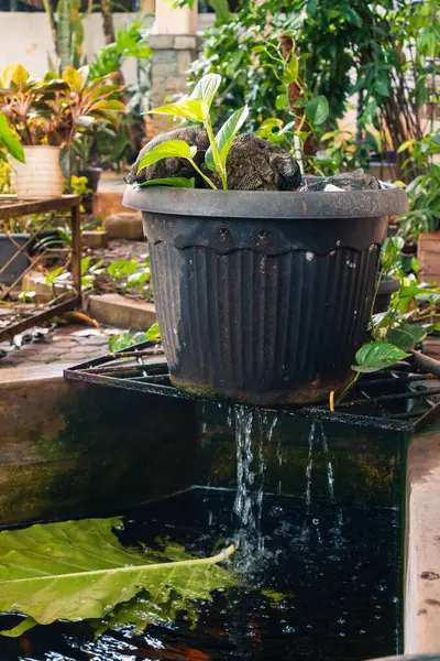 Su filtresi sistemi ve balık havuzu için suya oksijen eklemek, ev yapımı şeyler ve fikir.