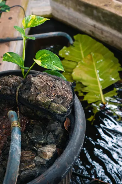 Su filtresi sistemi ve balık havuzu için suya oksijen eklemek, ev yapımı şeyler ve fikir.