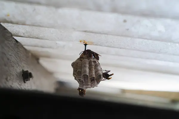 Eşek arısı çatıda kovan yapar.
