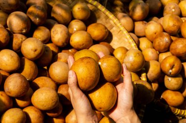 harvesting sapodilla fruit (manilkara zapota) has other name  sawo, sapota, sweet tasting fruit grow in tropical climate, taken in golden hour clipart