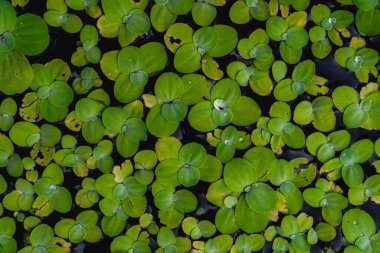 Ördek otlarını kapatın Lemna minör, Sucul bitkisi, doğa arka planı