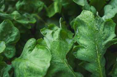 Su damlası, arkaplan ve desenli taze marul.